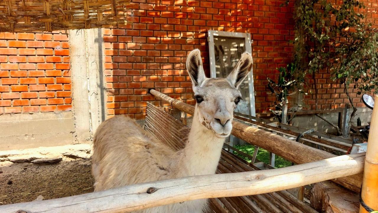 Hotel La Colpa Chincha Baja Zewnętrze zdjęcie